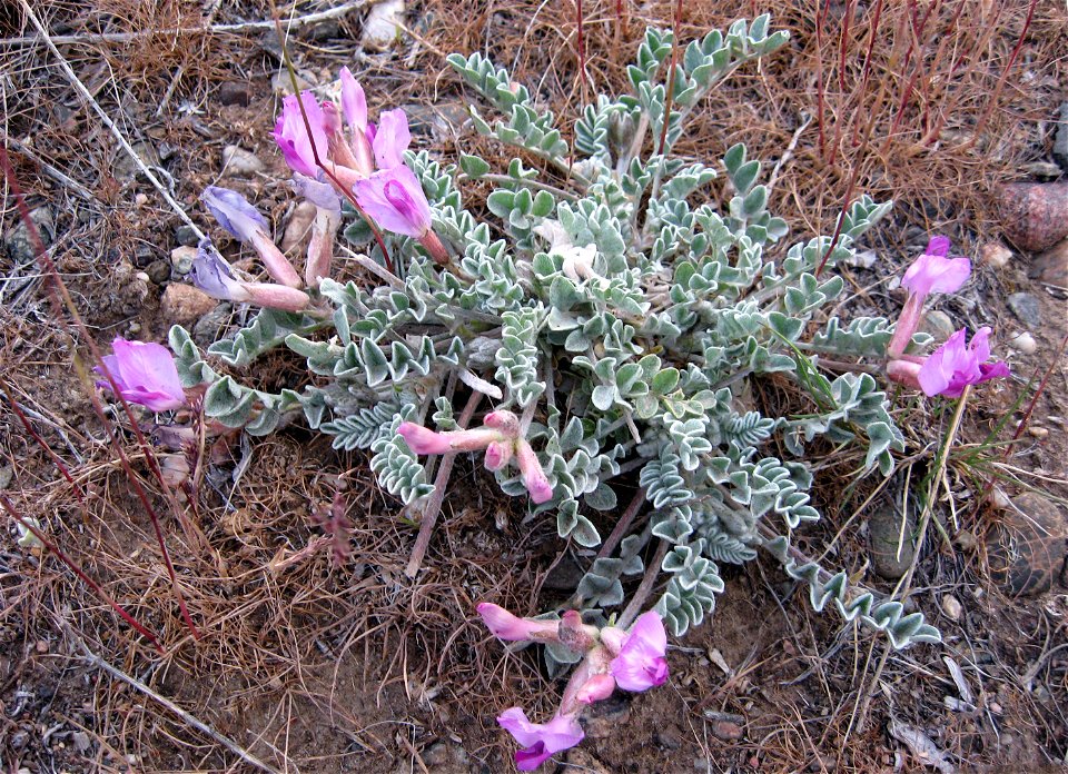 Astragalus utahensis, north side of Antelope Island, Davis County, Utah.