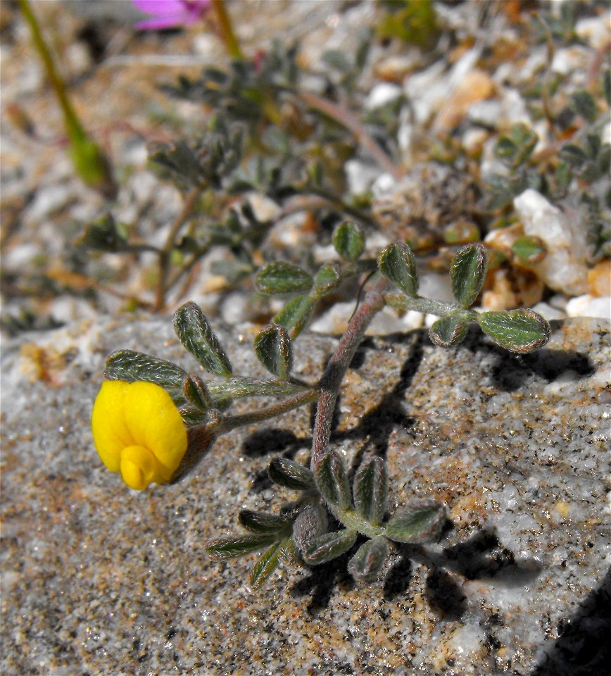 Lotus strigosus in Anza Borrego Desert State Park, California, USA.
