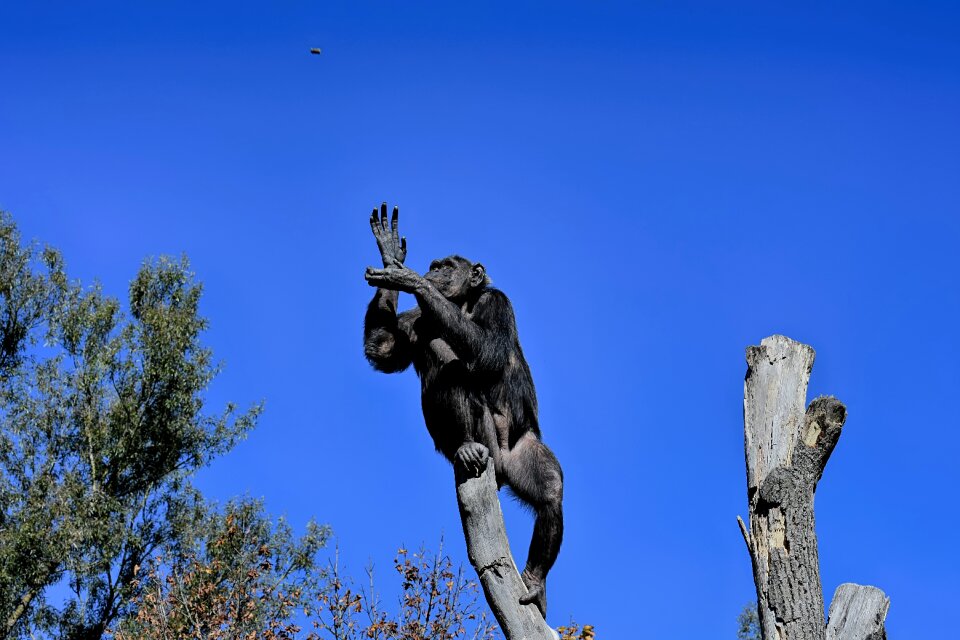 Catch animal world animal