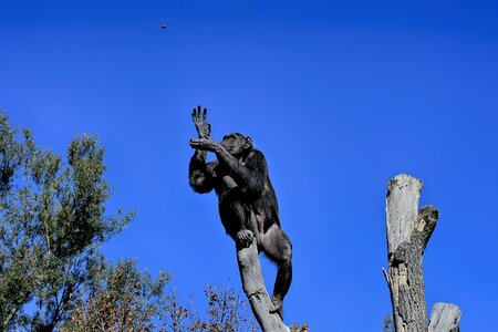 Catch animal world animal