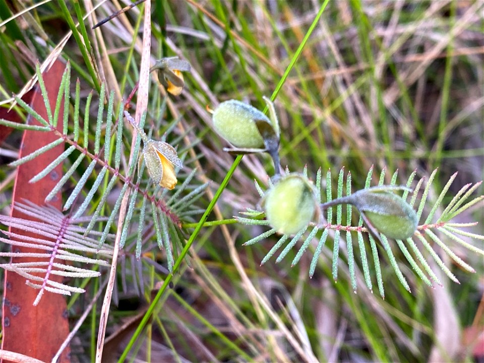 Gompholobium pinnatum