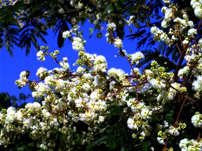 Foto de flores de Arranha Gato tirado no mês de janeiro em Ribeirão Preto-SP - Brasil