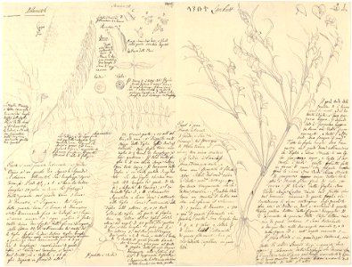 Astragalus Atropilosulus and Gomphocarpus Fruticosus title QS:P1476,en:"Astragalus Atropilosulus and Gomphocarpus Fruticosus "
label QS:Len,"Astragalus Atropilosulus and Gomphocarpus Frutico