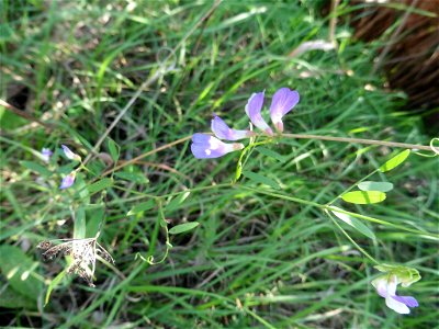Vicia biennis