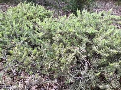 Acacia lanuginophylla at Kings Park, WA