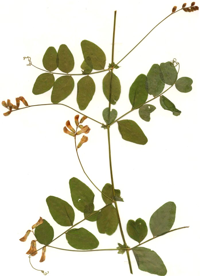 Vicia dumetorum, eigener Herbarbeleg