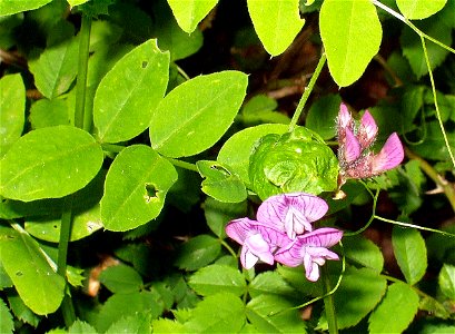 Plant species Vicia dumetorum, eigenes Foto photo