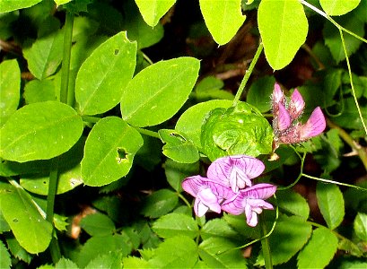 Plant species Vicia dumetorum, eigenes Foto