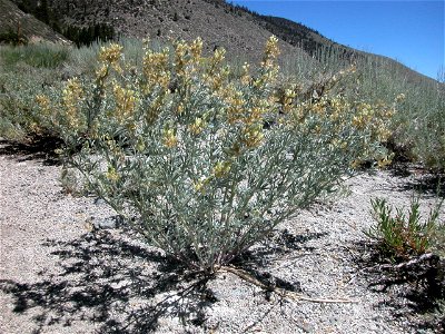 A rare lupine of Inyo County, CA, named after Father John J. Crowley