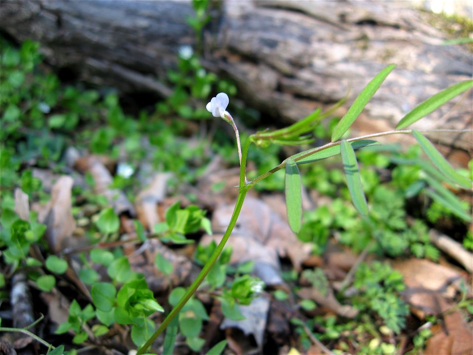 Vicia minutiflora, dry limestone woods at Narrows of the Harpeth, Cheatham County, Tennessee.