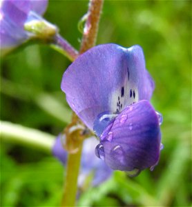 — Collared annual lupine, (has distinctive leaves).
At the Blue Sky Ecological Reserve in the Laguna Mountains, Poway, California.