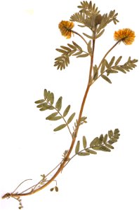 Oxytropis pilosa, eigener Herbarbeleg vom 9. Juni 1982, Fundort: Grabfeld, Nordbayern (exakter Fundort wurde retuschiert zum Schutz des Standorts)