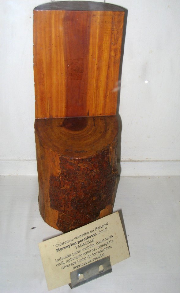 Myroxylon peruiferum specimen in the Museu Botânico Dr. João Barbosa Rodrigues, Jardim Botânico de São Paulo, São Paulo City, SP, Brazil.