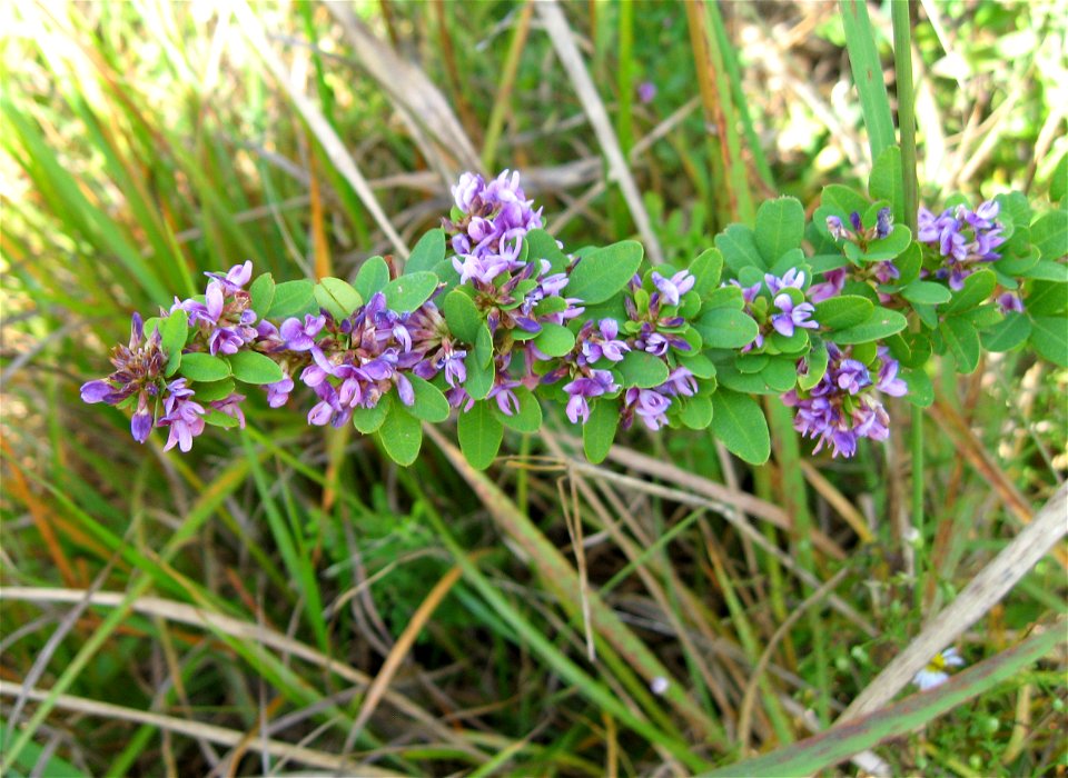 Lespedeza violacea, acidic prairie near Marsh Branch Road, Laurel County,Kentucky.