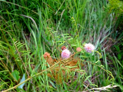 Mimosa microphylla, open acidic prairie near Little River in DeSoto State Park, DeKalb County, Alabama.