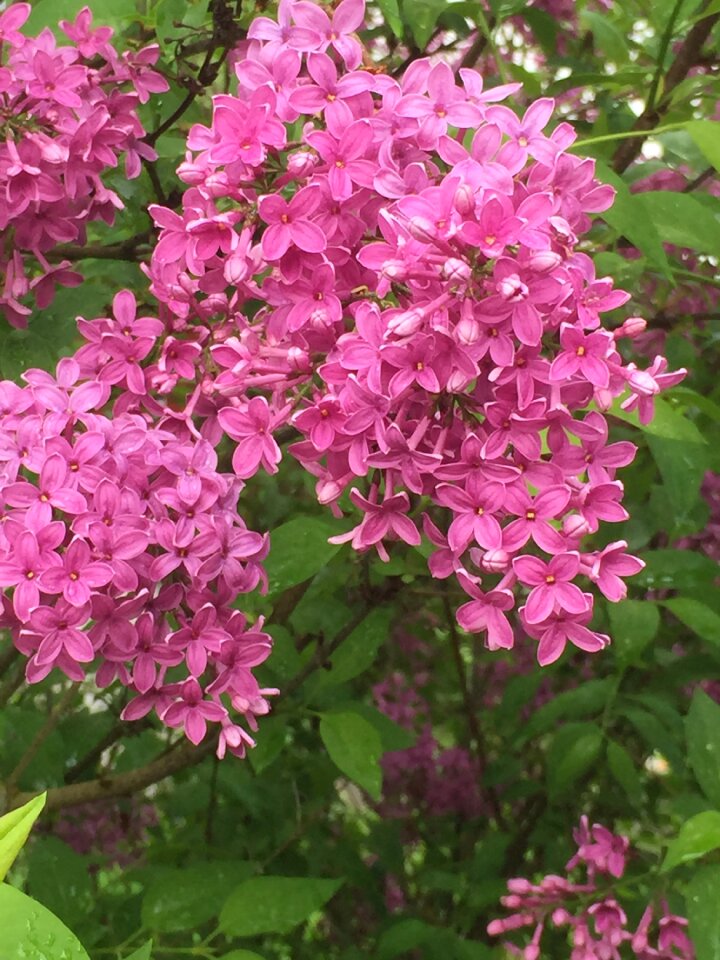 Nature blossom bloom