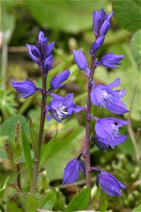 Polygala alpestris