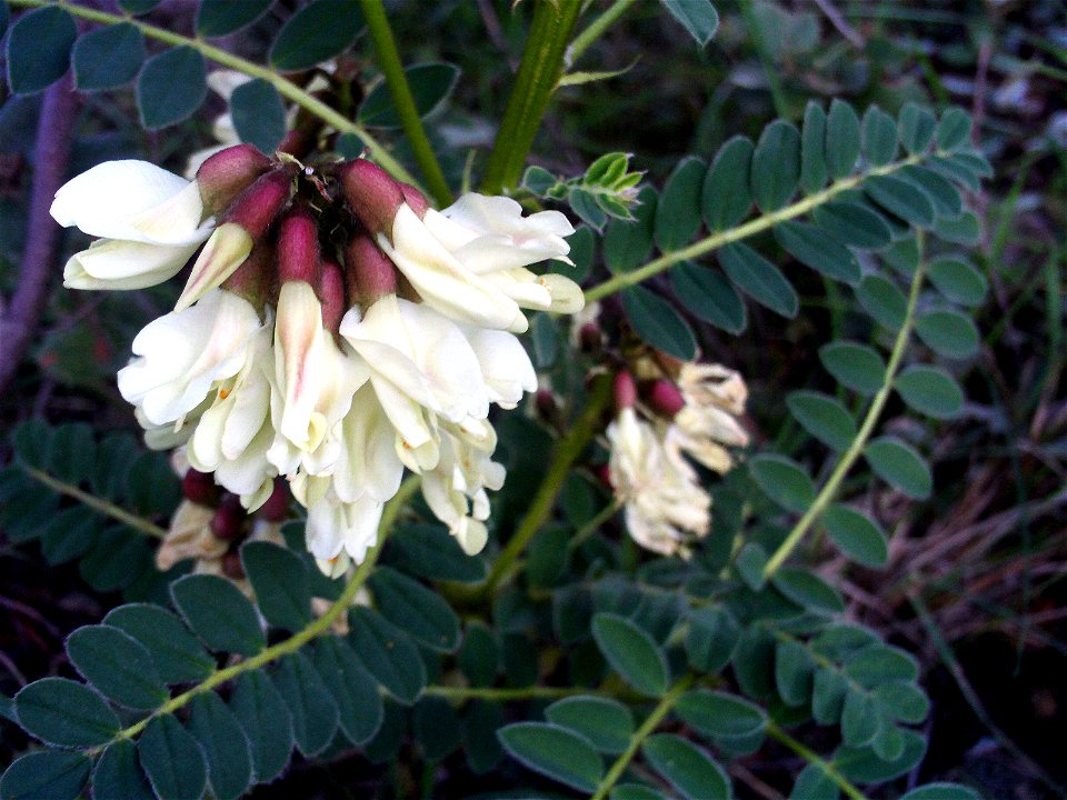 Astragalus lusitanicus flower close up, Dehesa Boyal de Puertollano, Spain