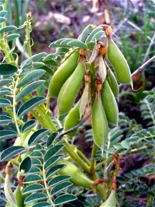 Astragalus lusitanicus fruits, Dehesa Boyal de Puertollano, Spain