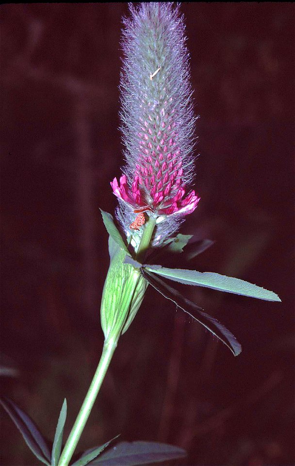 Trifolium rubens eF in Unterfranken