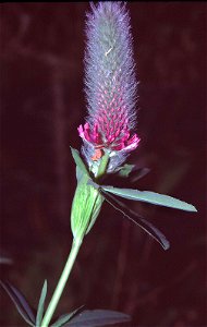 Trifolium rubens eF in Unterfranken