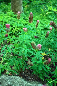 Trifolium rubens from Botanical Garden of Charles University in Prague, Czech Republic