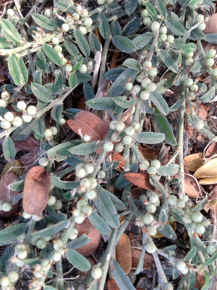 Botanical name: Indigofera linifolia
Common name: Narrowleaf Indigo 
Tamil name – IRATHTHINA MALAI ‘garland of gems’
Seeds ars famine food  ; Plant cures menstrual troubles; Plant gives remedial 