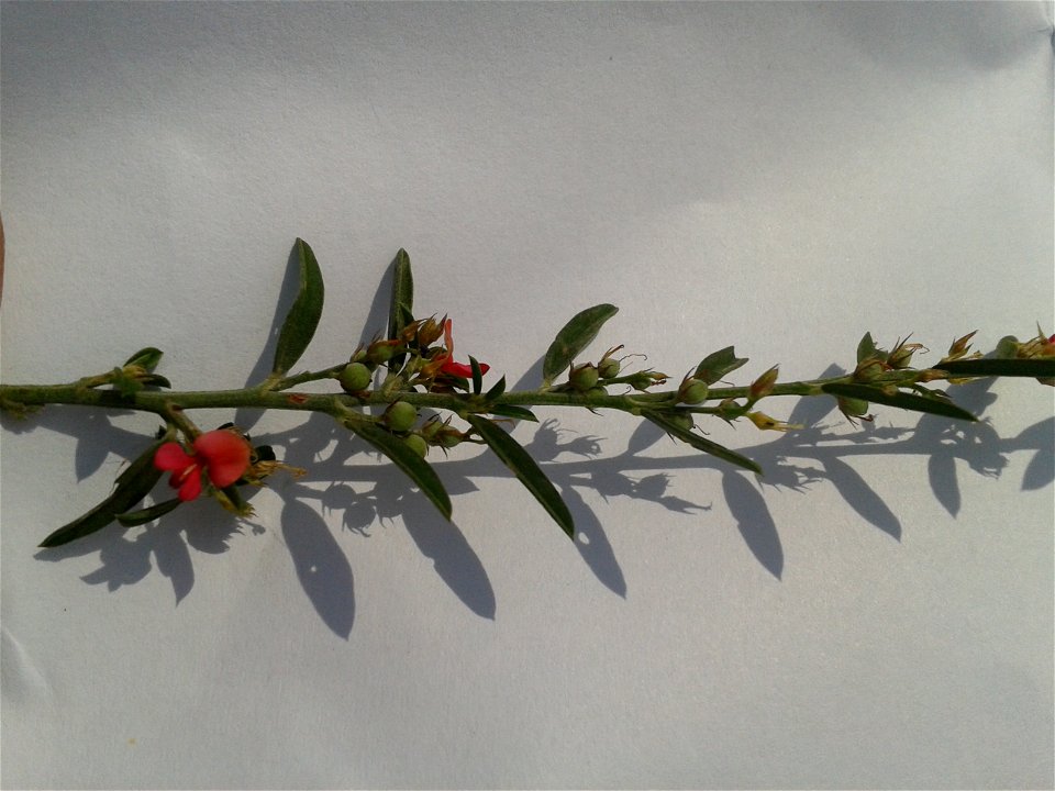 Common name: Narrowleaf Indigo 
Tamil name – IRATHTHINA MALAI ‘garland of gems’
Seeds ars famine food  ; Plant cures menstrual troubles; Plant gives remedial medicine  for  eye problems; For leve
