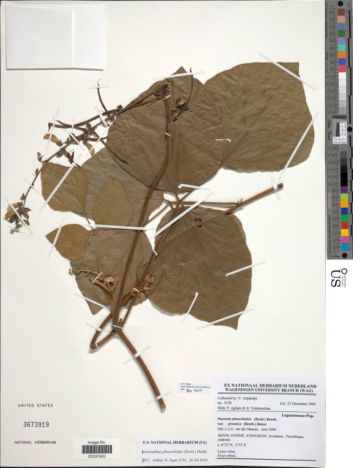*Neustanthus phaseoloides (Roxb.) Benth.
Object Details
Biogeographical Region
22 - West Tropical Africa
Collector
V. Adjakidjè
P. Agbani
H. Yedomonhan
Record Last Modified
2 Nov 2017
Specimen Count
1