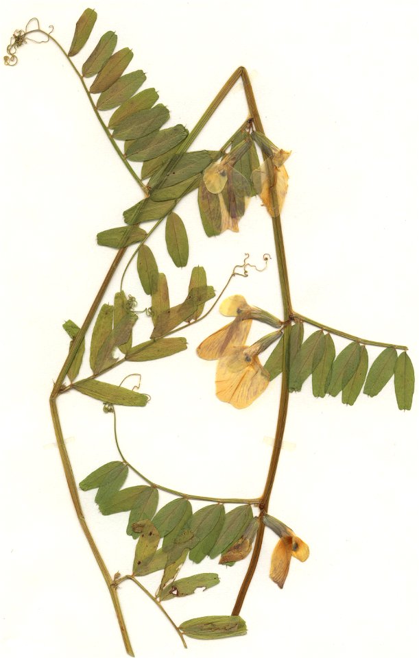 Vicia grandiflora, eigener Herbarbeleg