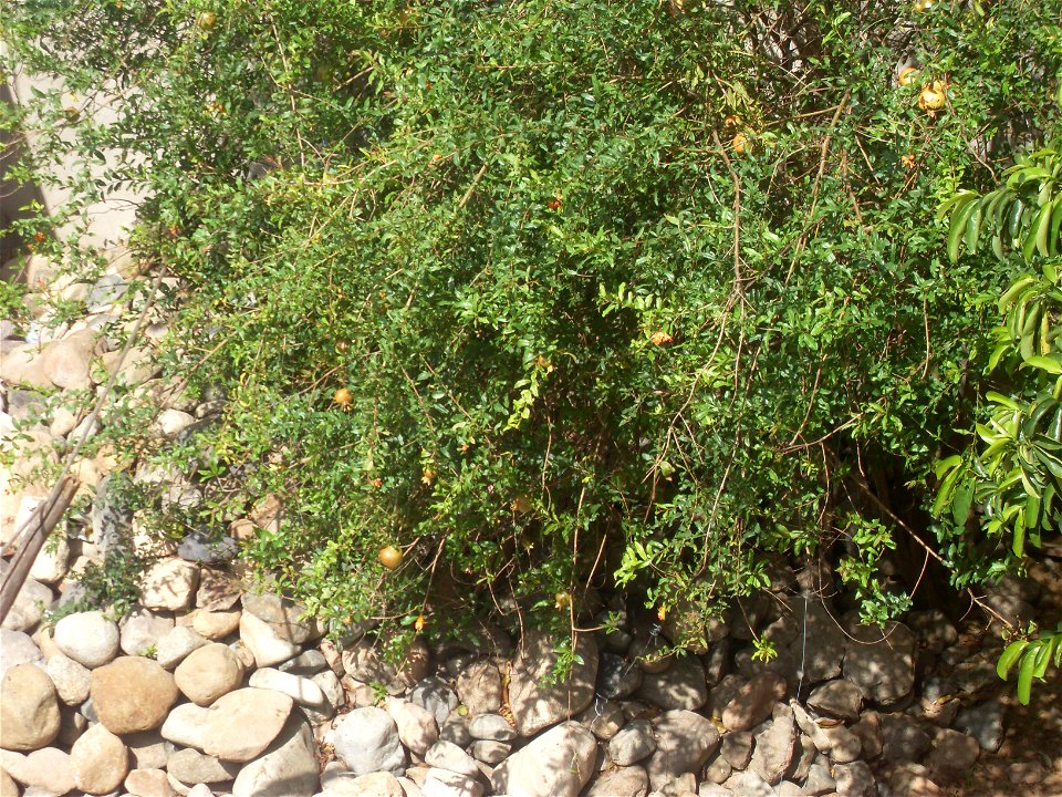 Arbusto con granados (Punica granatum).
