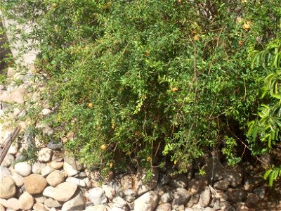 Arbusto con granados (Punica granatum). photo