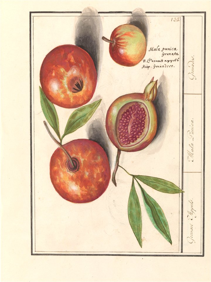 IdentificatieTitel(s): Granaatappel (Punica granatum)Grenaert Appels. / Mala Punica. / Grenades. (titel op object)Objecttype: tekening Objectnummer: RP-T-BR-2017-1-9-37Omschrijving: Granaatappel. Enke
