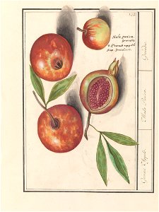 IdentificatieTitel(s): Granaatappel (Punica granatum)Grenaert Appels. / Mala Punica. / Grenades. (titel op object)Objecttype: tekening Objectnummer: RP-T-BR-2017-1-9-37Omschrijving: Granaatappel. Enke