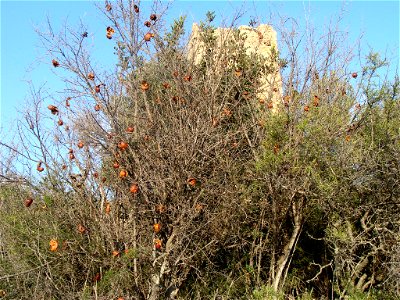 Granado próximo al castillo de Alédua (Llombay, Valencia)