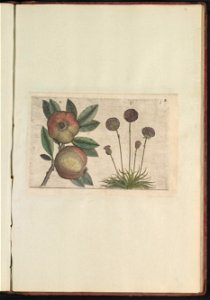 IdentificatieTitel(s): Granaatappel (Punica granatum) en Engels gras (Armeria maritima)Objecttype: prent Serienummer: 2-3/60Objectnummer: RP-T-BR-2017-1-12-69Omschrijving: Granaatappel en Engels gras.