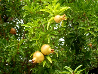 Pomegranates photo