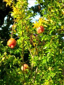 Pomegranate in Capbreton (Landes, France).