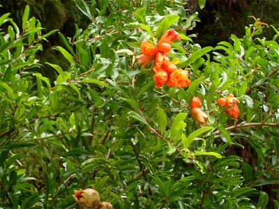 Pomegranate flowers, Miyajima island, Japan
