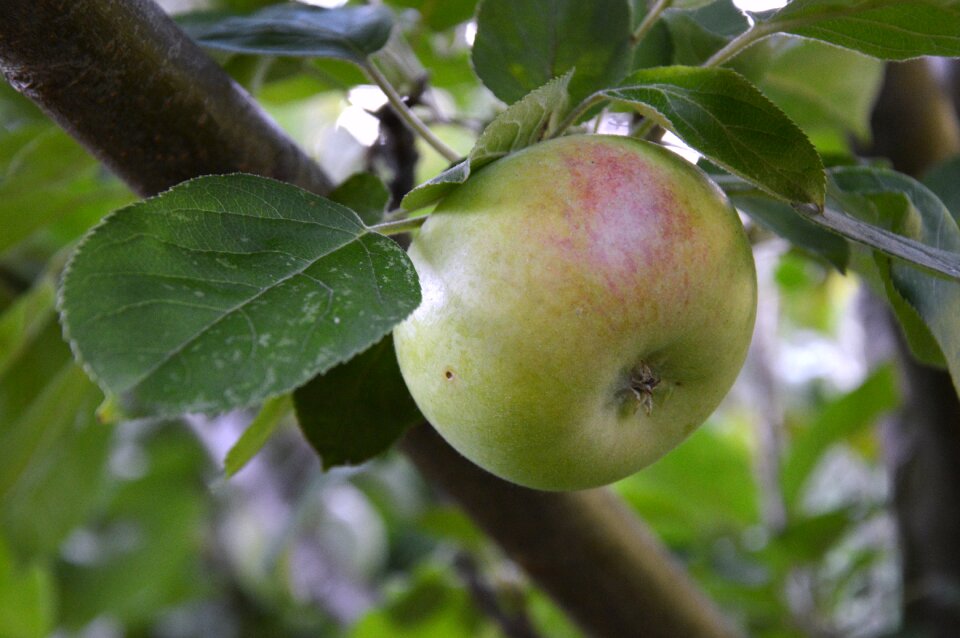Apple fruit nature