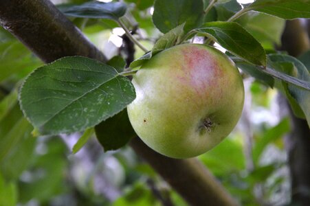 Apple fruit nature