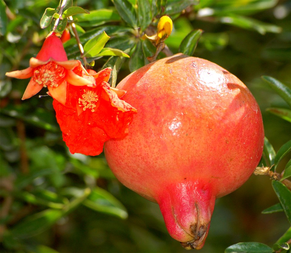 Pomegranate fruit & 2 flowers of different stage

own photography