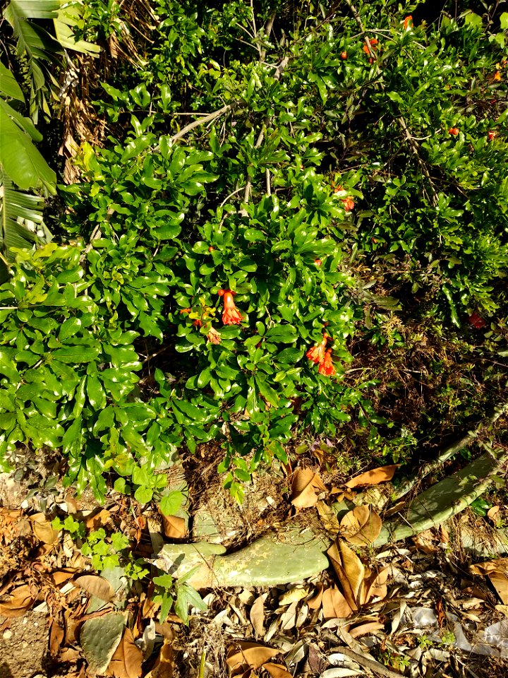 pomegranates, just after pollination. also some unpollinated flowers