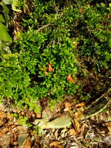 pomegranates, just after pollination. also some unpollinated flowers