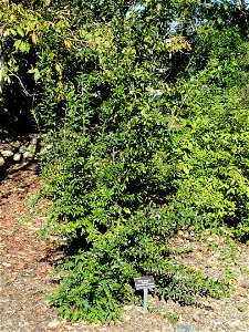 Punica granatum 'Toyosho' specimen in the J. C. Raulston Arboretum (North Carolina State University), 4415 Beryl Road, Raleigh, North Carolina, USA.