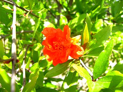 Punica granatum flower, cultivated plant, Castelltallat 820 m a.s.l. photo