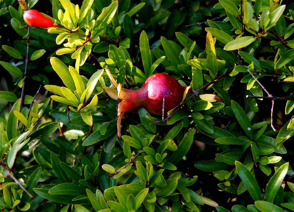 Punica granatum L. 'Nana', hort. Alpine garden in the Jardin des Plantes of Paris