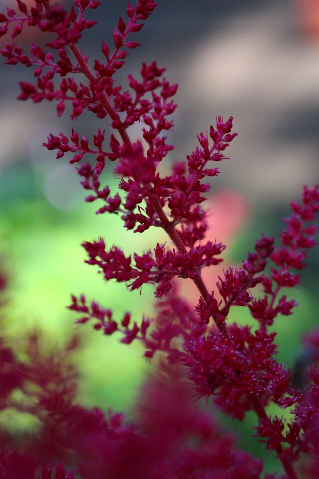 Nature floral plant