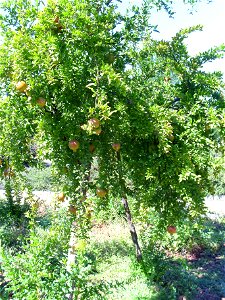 Punica granatum habit, Dehesa Boyal de Puertollano, Spain photo