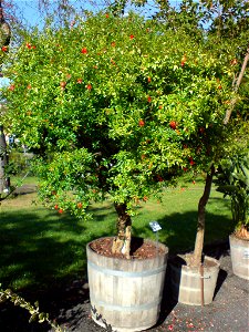 Punica granatum var. nana (Zwerg-Granatapfel) - Botanischer Garten Leipzig